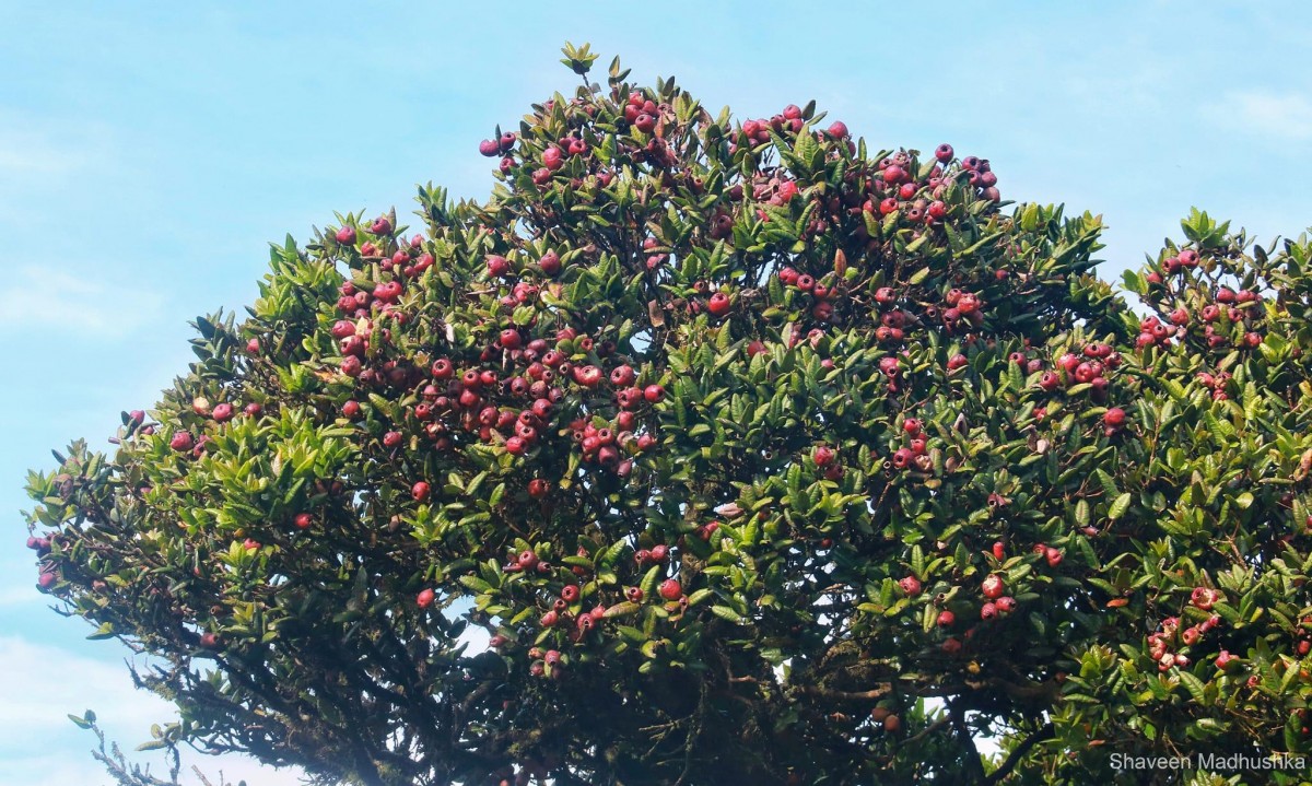 Syzygium turbinatum Alston